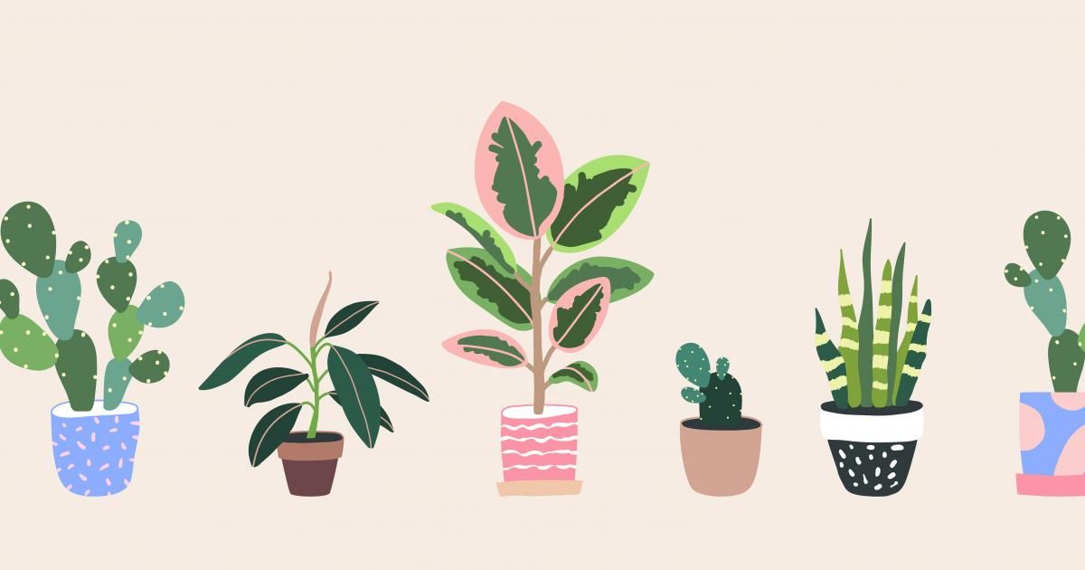 What's your plant personality? | Love The Garden